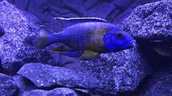 Aulonocra Stuartgranti?