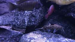 Kuckucks Fliederbardwels