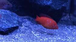 Lifalili hemichromis