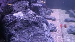 Aquarium Seitenansicht