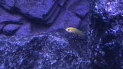 Labidochromis yellow Nachwuchs