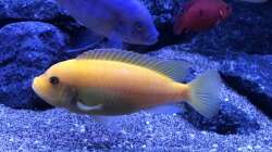 Metricaclima Estherae