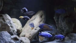 Besatz im Aquarium Non-Mbuna Malawi 576 Liter