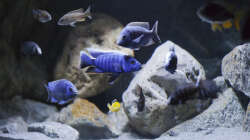 Besatz im Aquarium Non-Mbuna Malawi 576 Liter