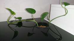 Abdeckungselement durch Alu-Dibond-Platte mit Loch ersetzt