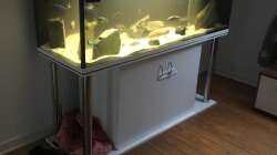 Aquarium Non mbuna life