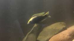 Otopharynx lilobathes