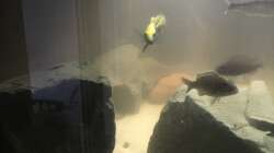 Besatz im Aquarium Non mbuna life