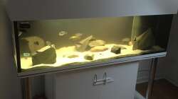 Aquarium Non mbuna life