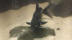 Besatz im Aquarium Non mbuna life