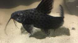 Synodontis nyassae