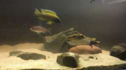 Besatz im Aquarium Non mbuna life