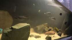 Besatz im Aquarium Non mbuna life