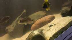 Besatz im Aquarium Non mbuna life