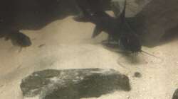 Besatz im Aquarium Non mbuna life