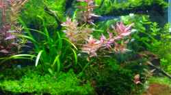 Aquarium Garnelen-Dschungel- let it grow