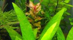 Aquarium Aquascaping - Missglückt nur zur Ansicht