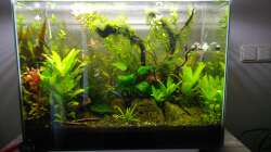 Aquarium Aquascaping - Missglückt nur zur Ansicht