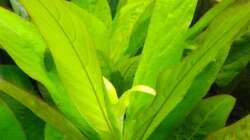 Aquarium Aquascaping - Missglückt nur zur Ansicht