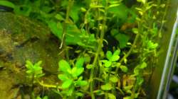 Aquarium Aquascaping - Missglückt nur zur Ansicht