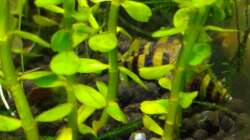 Raubschnecken-Haufen 