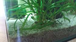 Besatz im Aquarium Krebs und Garnelen becken