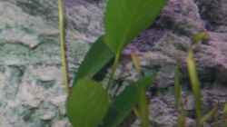 Anubias spec. Heterophylla