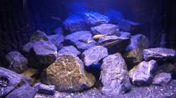 Aquarium Trigon 350 Mbunatank