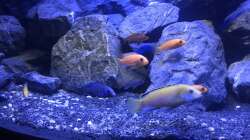 Aquarium Trigon 350 Mbunatank