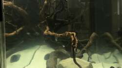 Hardscape im Aufenthaltsaquarium mit Wasser