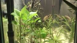 Seitenansicht nachdem die Pflanzen eingeplfanzt wurden