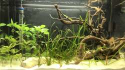 Hauptansicht mit Pflanzen 