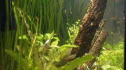 Durchsicht von links