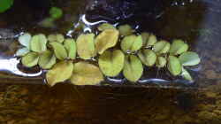 Salvia natans
