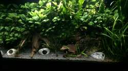 Aquarium Anubiasdickicht