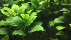 Anubias barteri var. nana
