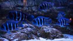 Besatz im Aquarium Frontosa