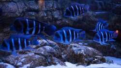 Besatz im Aquarium Frontosa