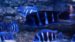 Besatz im Aquarium Frontosa