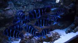 Besatz im Aquarium Frontosa