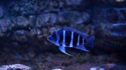 Besatz im Aquarium Frontosa