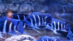 Besatz im Aquarium Frontosa