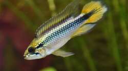 Apistogramma agassizii