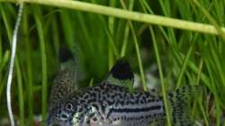 Corydoras julii