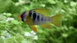 Papiliochromis ramirezi