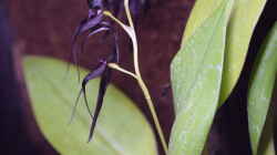 Pleurothalis phalangifera