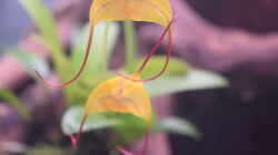  Blüte von Masdevallia triangularis
