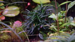 Ophiopogon japonicus Minor