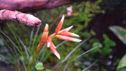 Blüte von Vriesea-correia araujoi