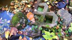 Herbst - mit Moos bewachsene Steine am Teich-Rand...